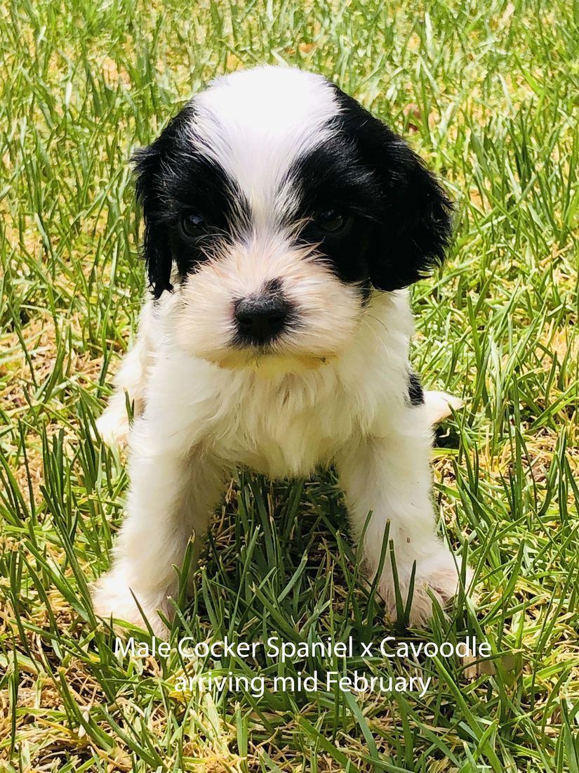 mount lawley pets and puppies