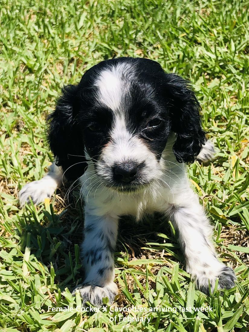 mount lawley pets and puppies