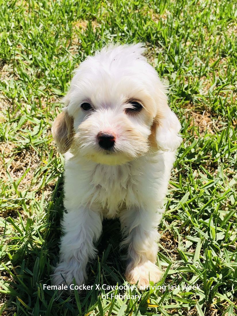 mount lawley pets and puppies