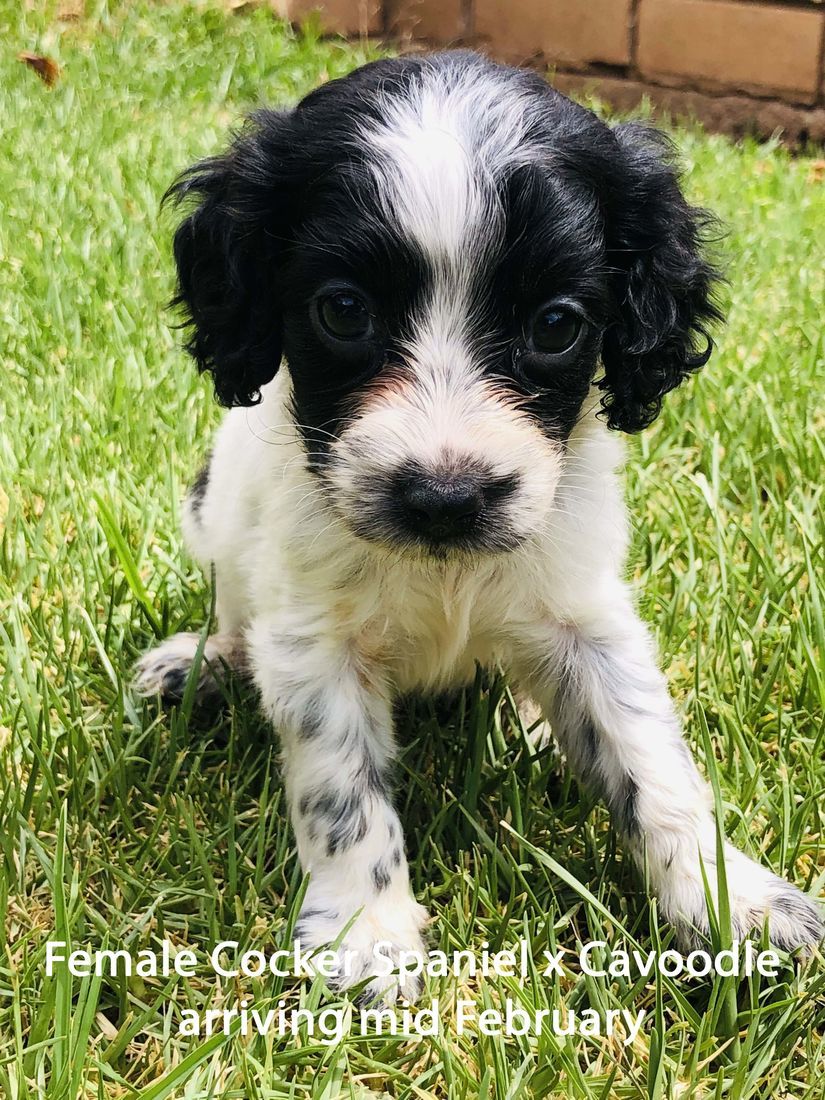 mount lawley pets and puppies