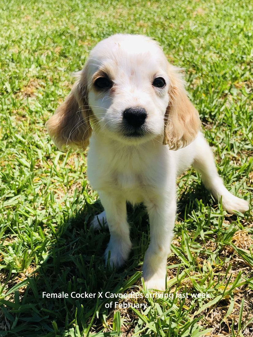 mount lawley pets and puppies