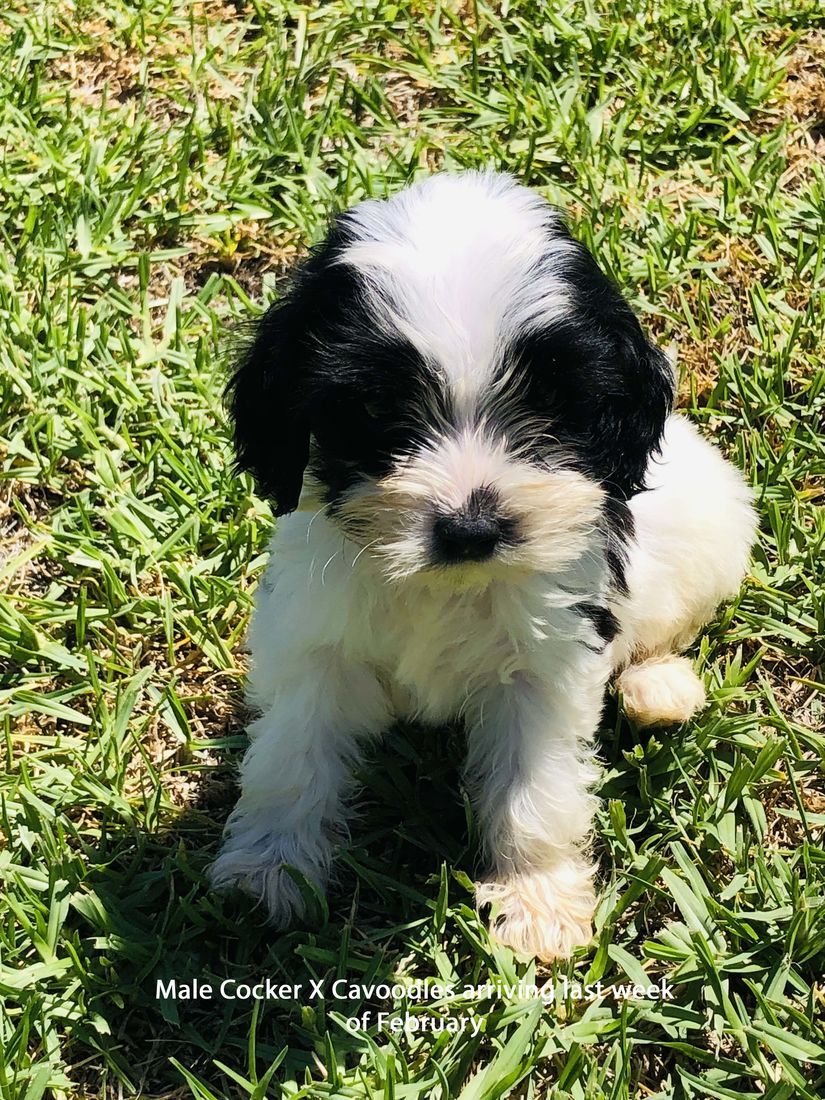mount lawley pets and puppies