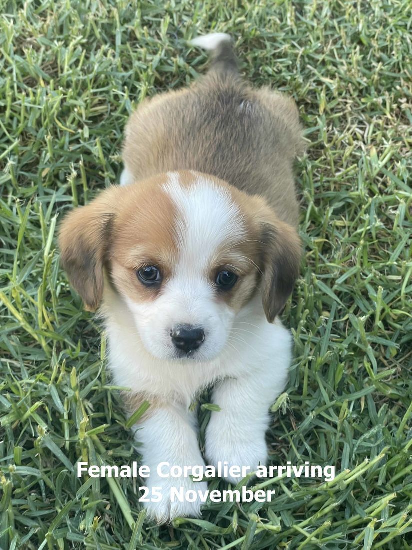 mount lawley pets and puppies