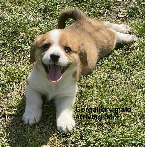 mount lawley pets and puppies