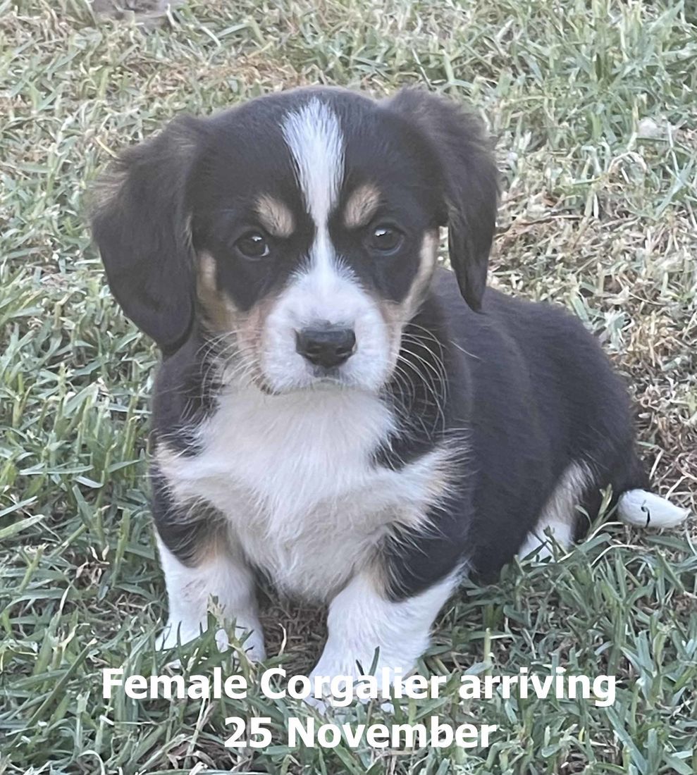 mount lawley pets and puppies