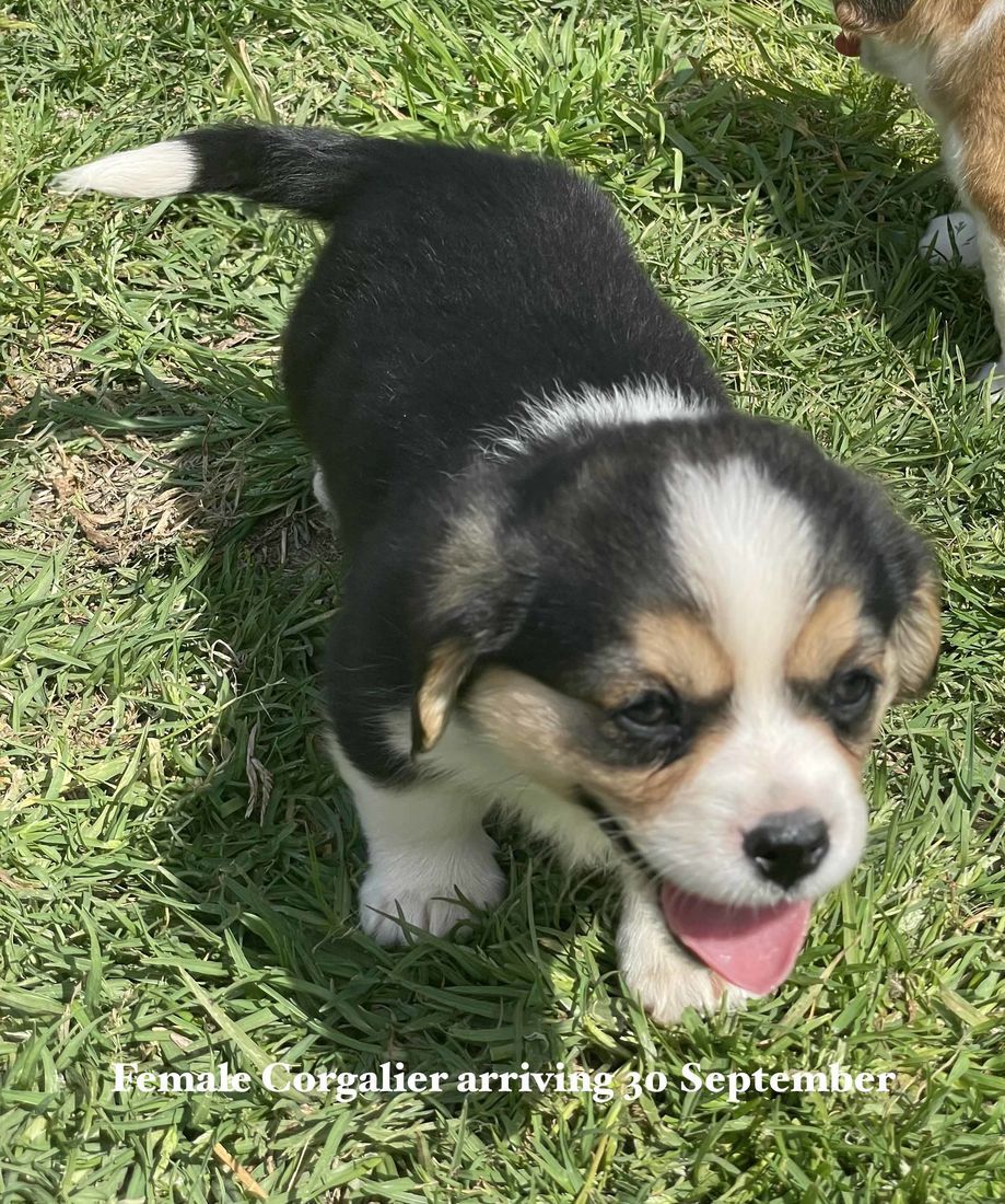mount lawley pets and puppies