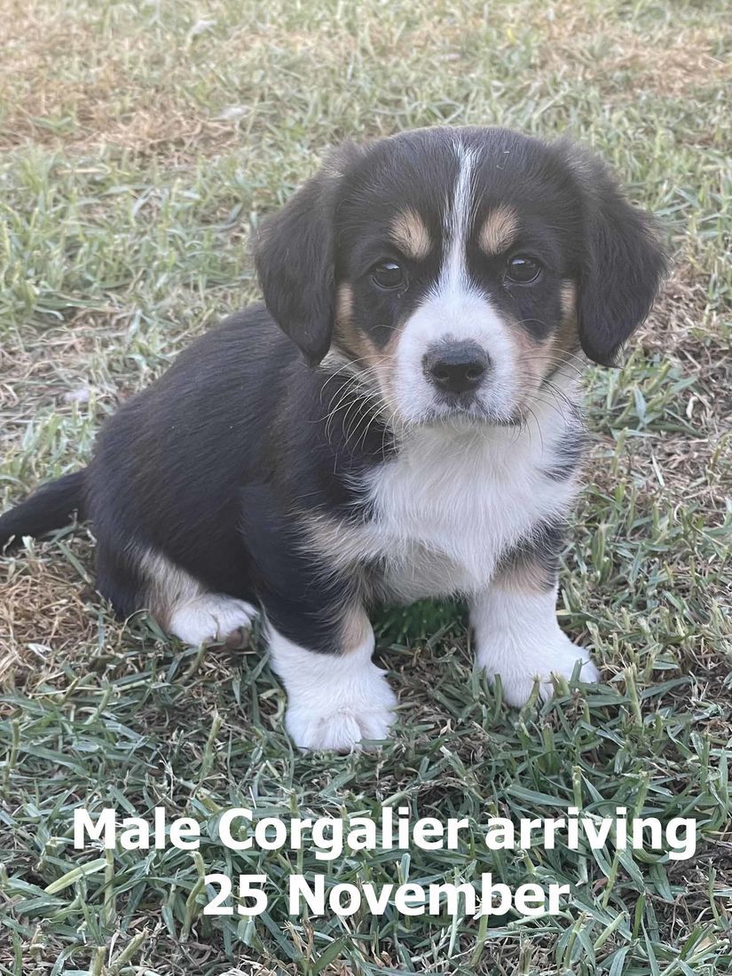 mount lawley pets and puppies