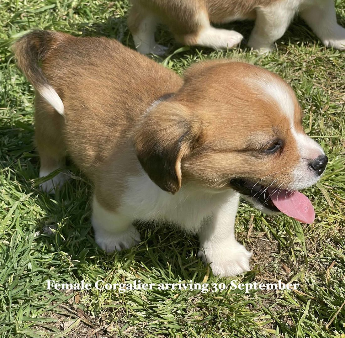 mount lawley pets and puppies