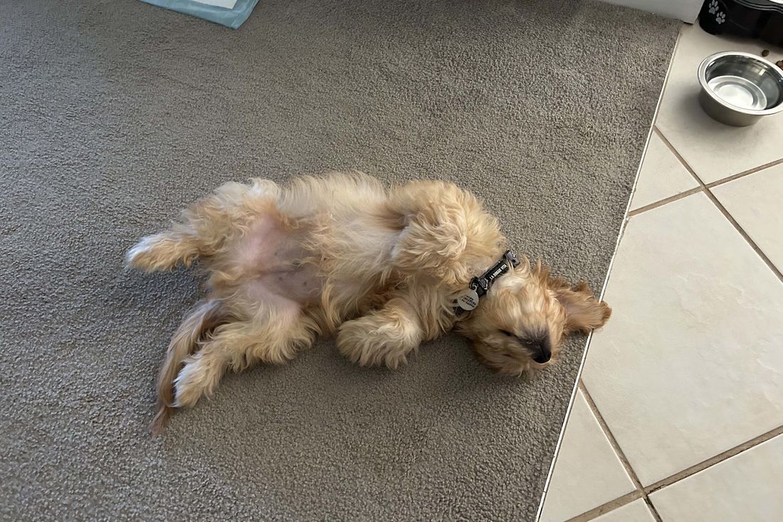 mount lawley pets and puppies