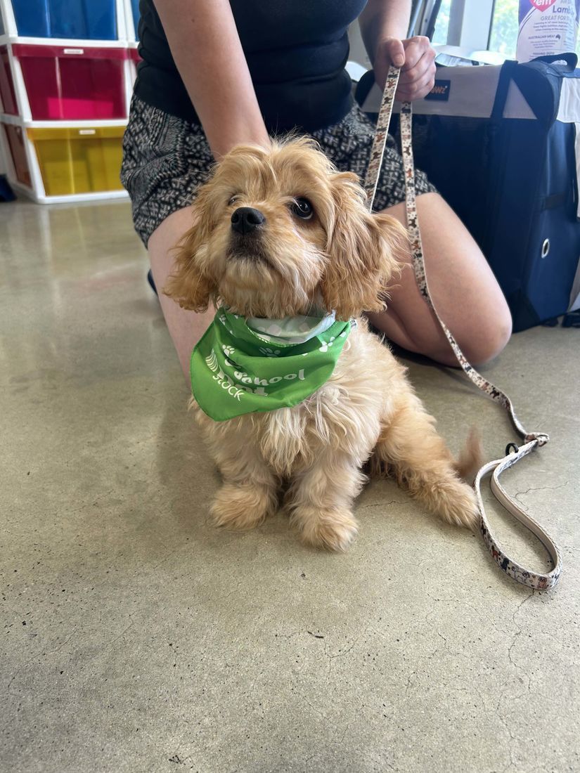 mount lawley pets and puppies