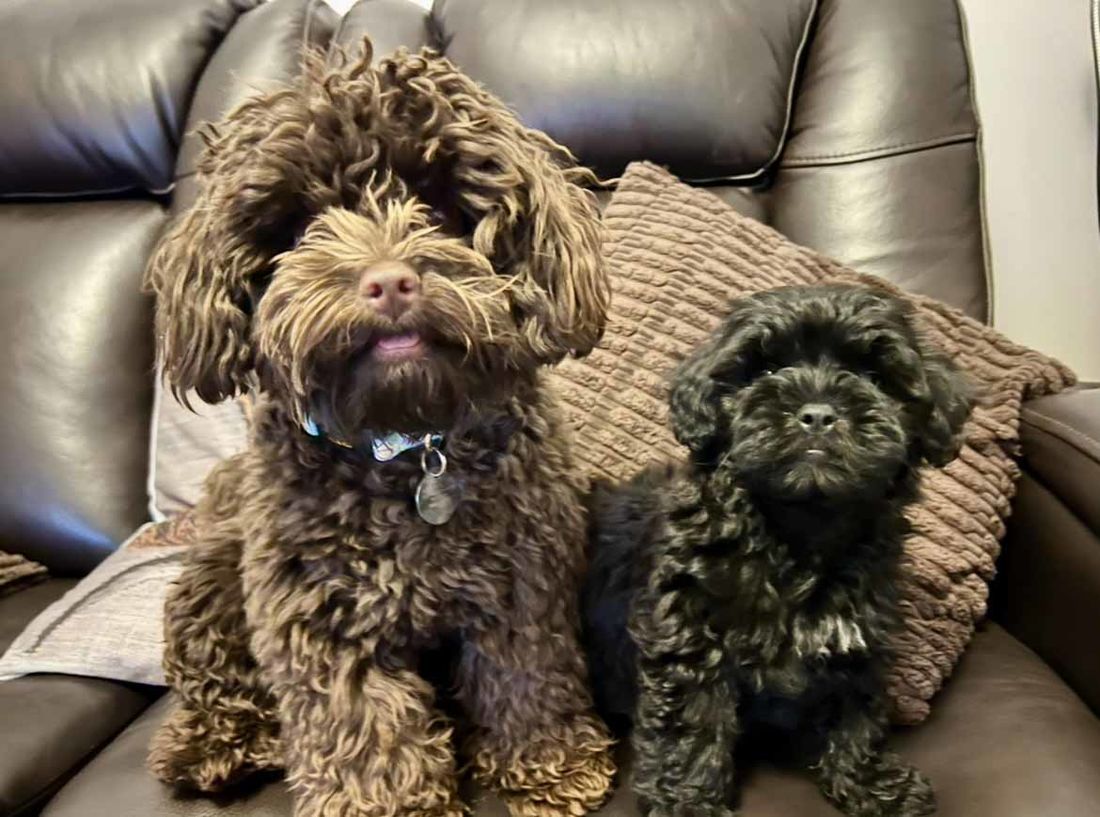 mount lawley pets and puppies