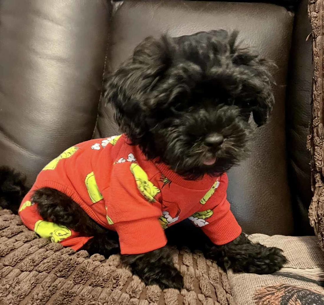 mount lawley pets and puppies