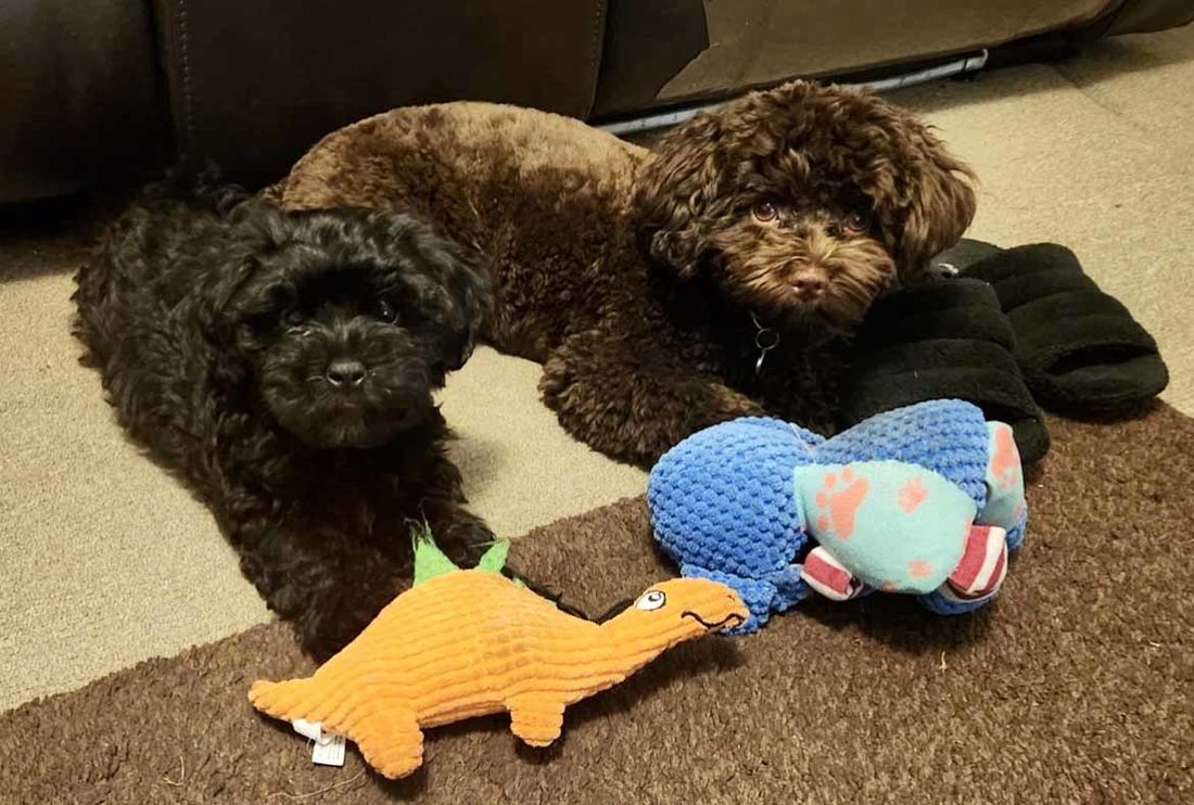 mount lawley pets and puppies