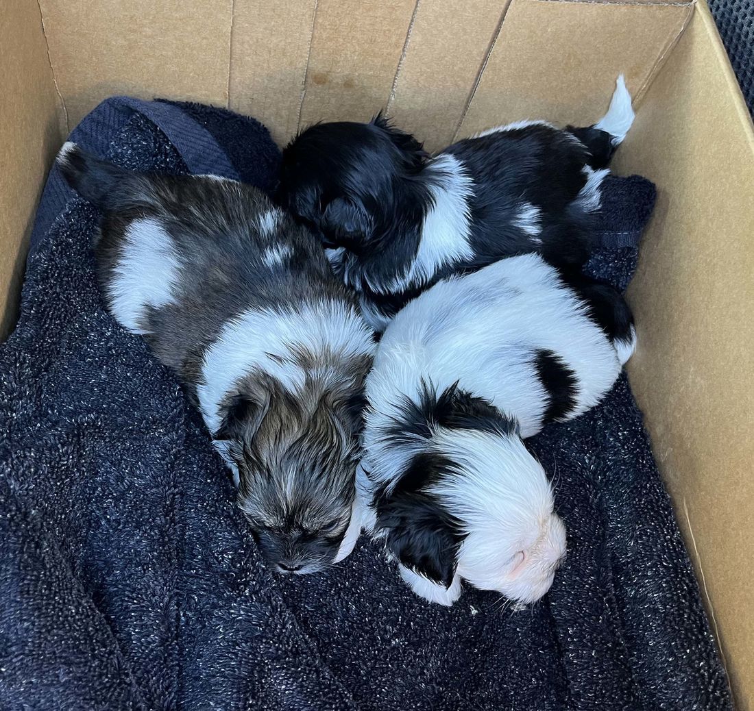 mount lawley pets and puppies