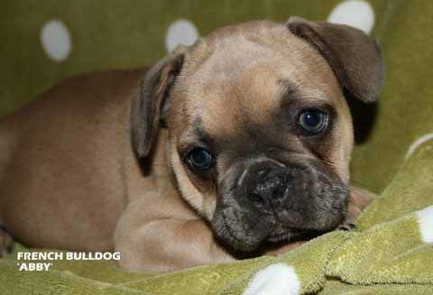 mount lawley pets and puppies
