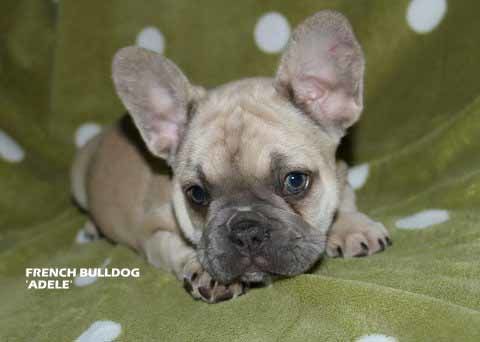 mount lawley pets and puppies