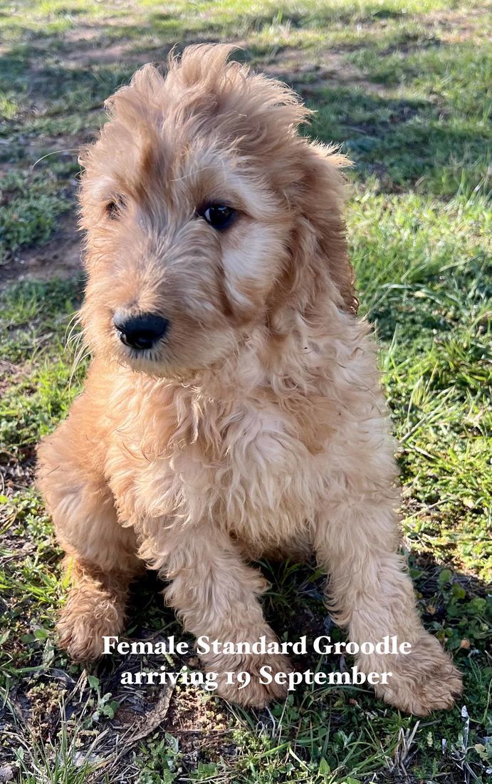 mount lawley pets and puppies