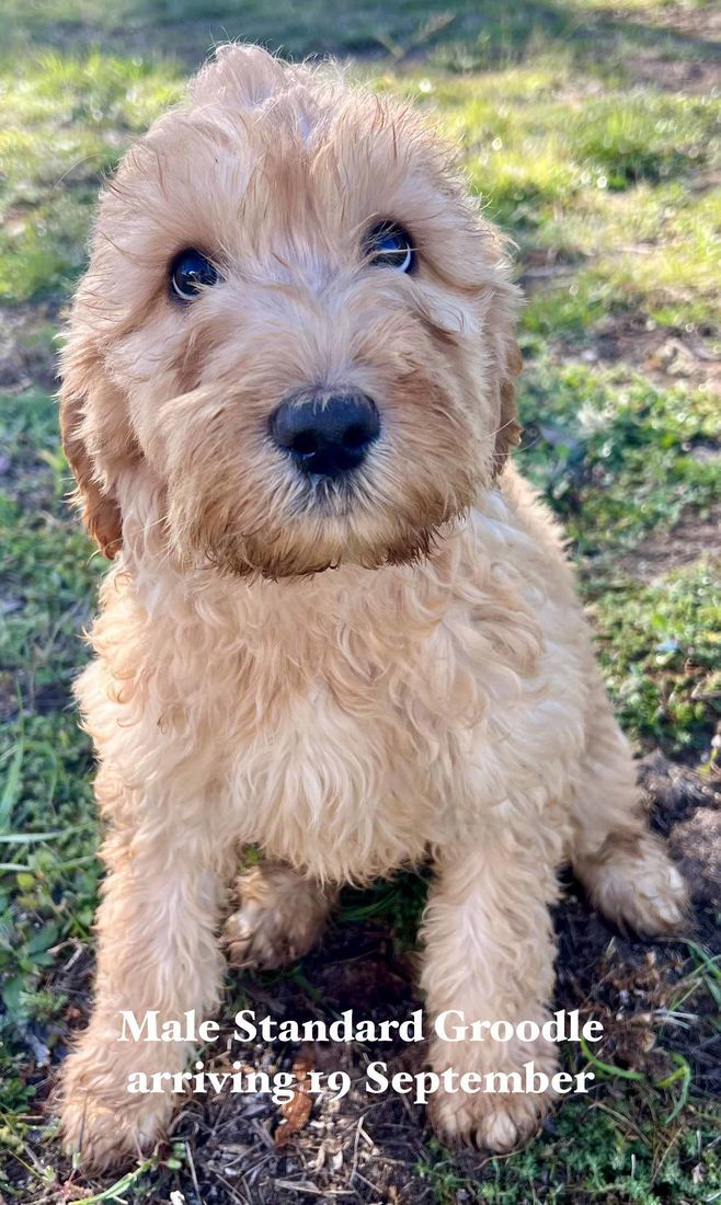mount lawley pets and puppies