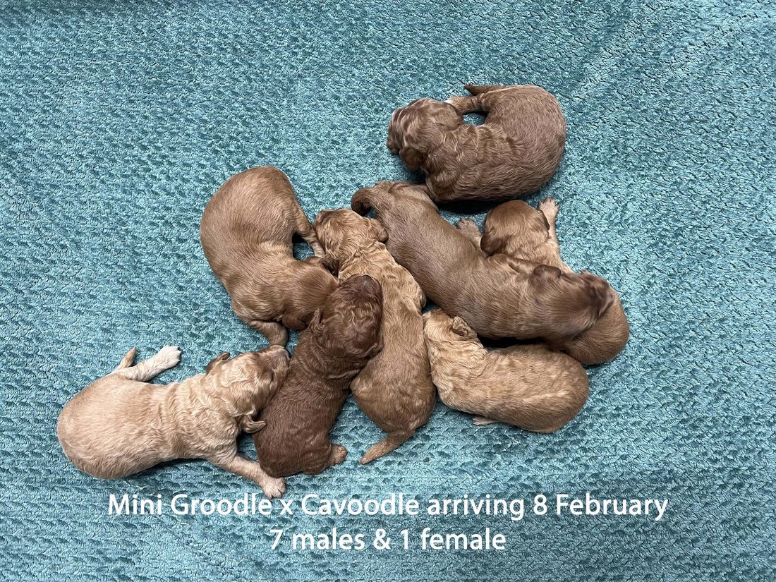 mount lawley pets and puppies