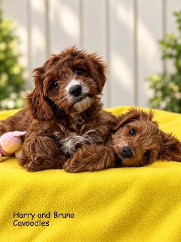 Mount Lawley Pets and Puppies