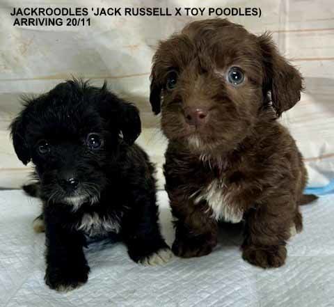 mount lawley pets and puppies