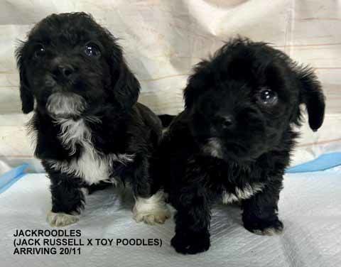 mount lawley pets and puppies