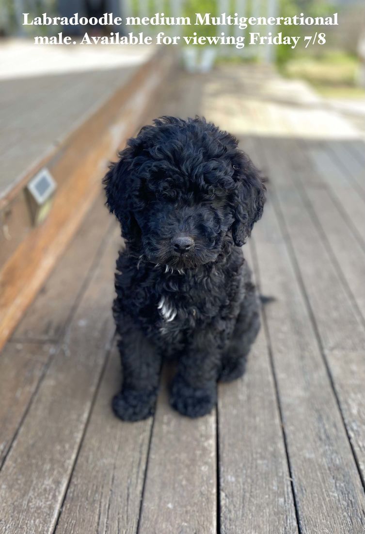 mount lawley pets and puppies
