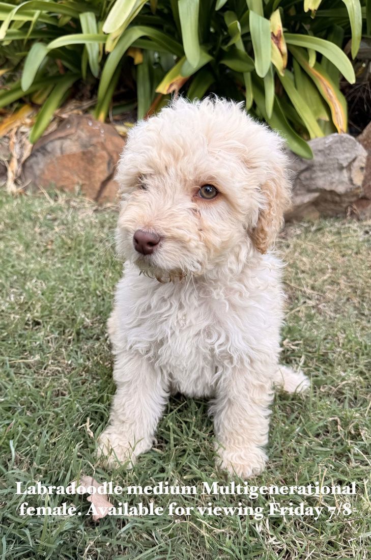mount lawley pets and puppies