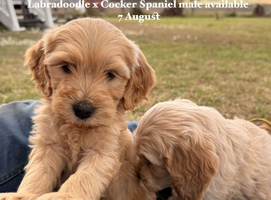 mount lawley pets and puppies