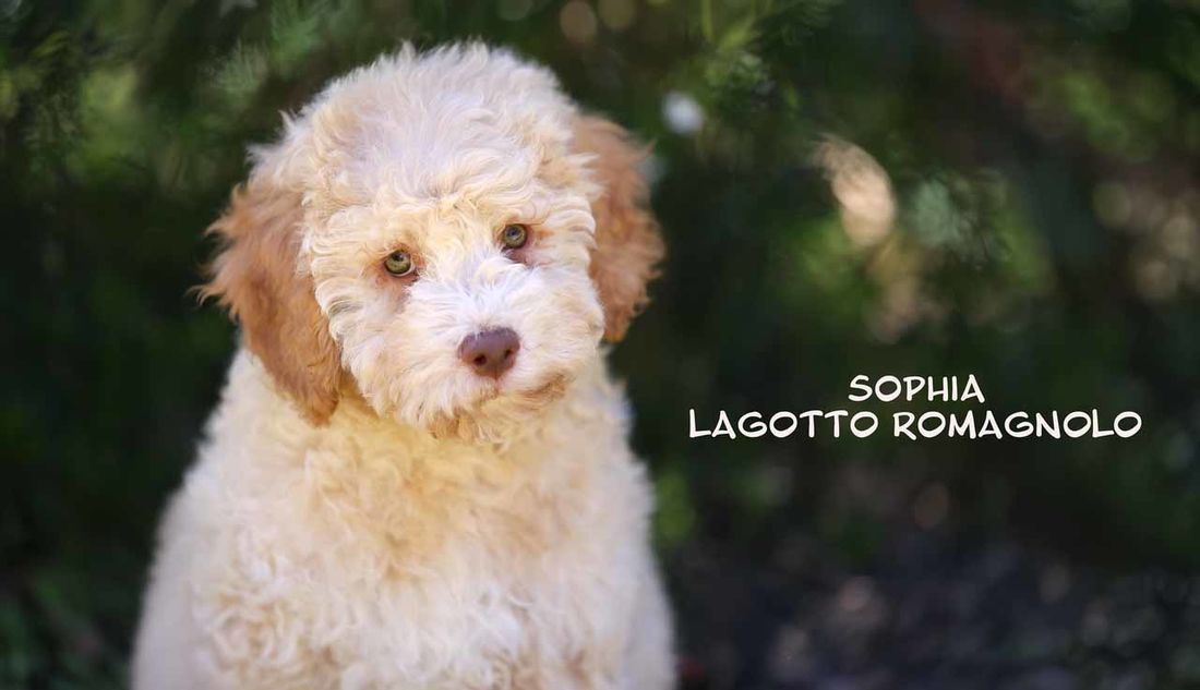 mount lawley pets and puppies