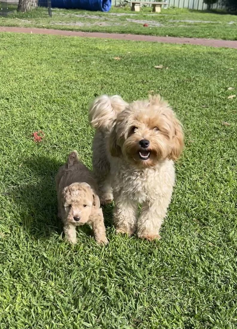 mount lawley pets and puppies