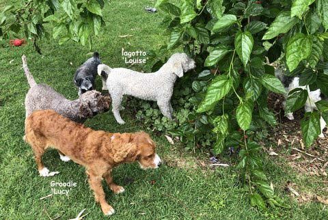 mount lawley pets and puppies