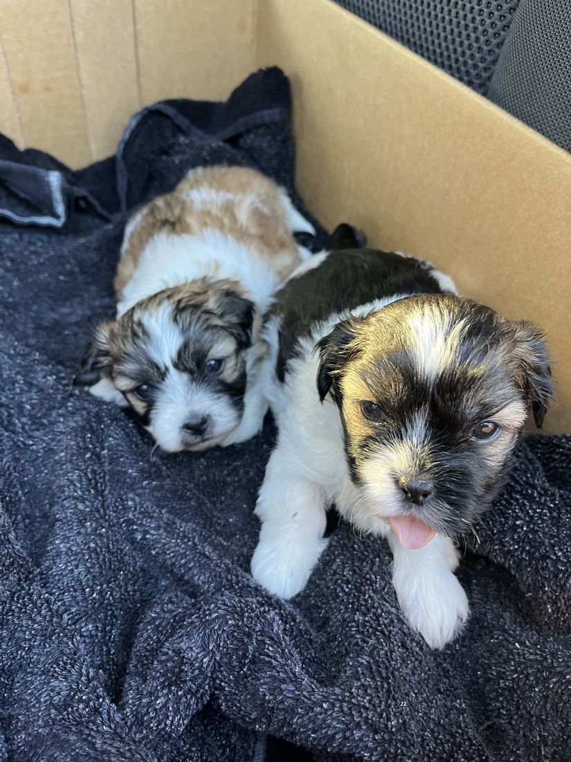 mount lawley pets and puppies