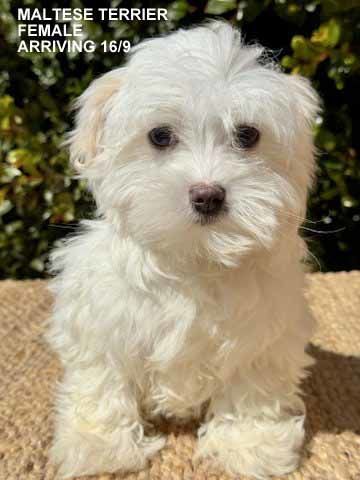 mount lawley pets and puppies