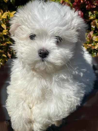 mount lawley pets and puppies