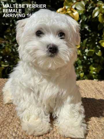 mount lawley pets and puppies