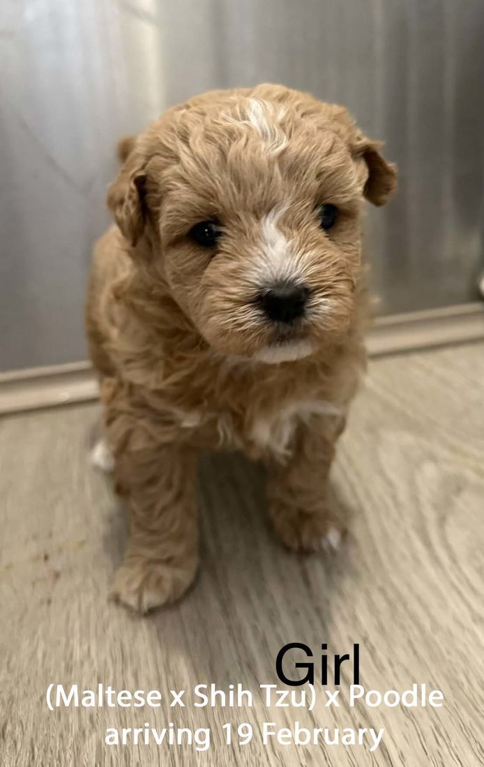 mount lawley pets and puppies