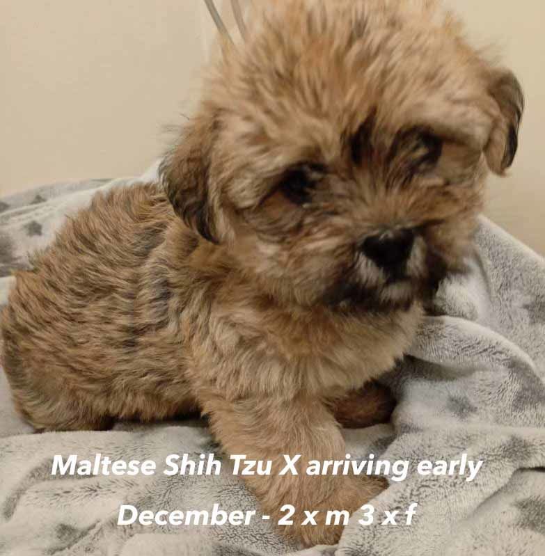 mount lawley pets and puppies