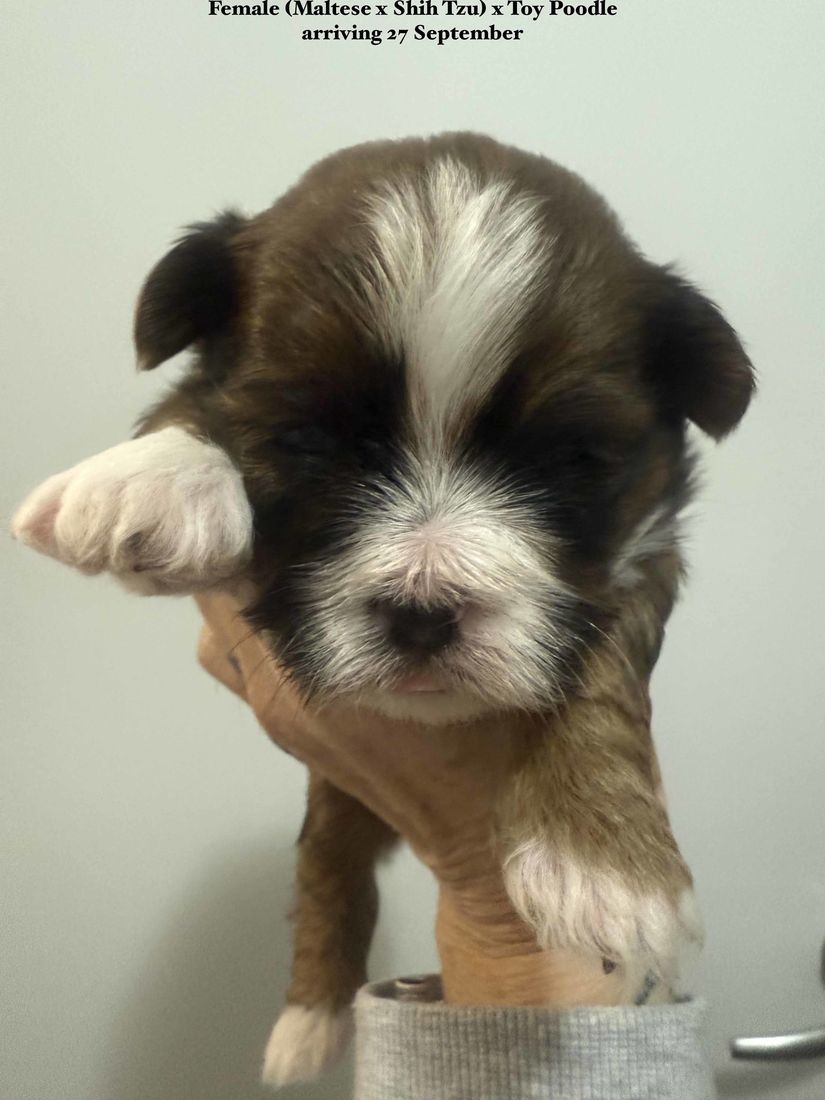 mount lawley pets and puppies
