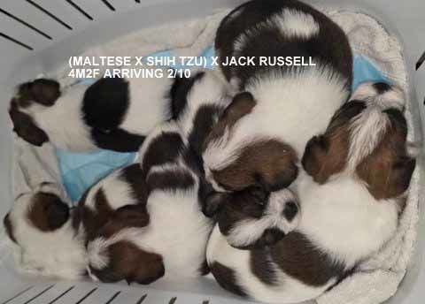 mount lawley pets and puppies