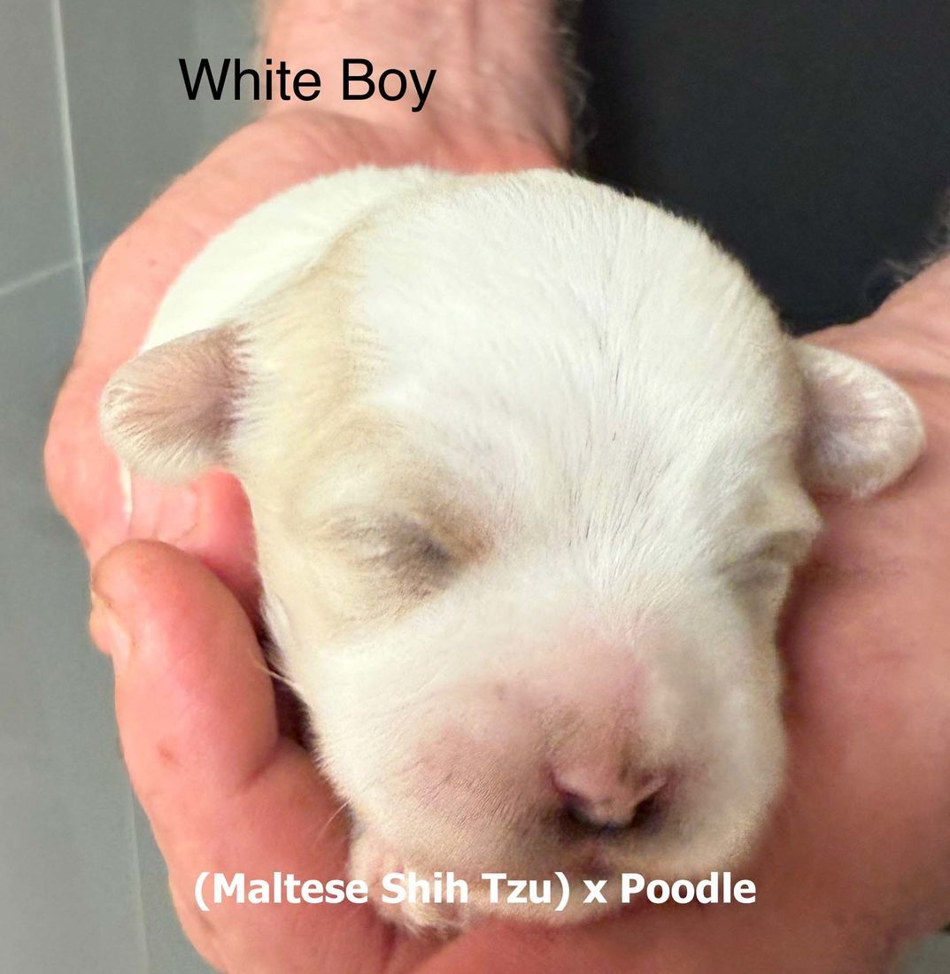 mount lawley pets and puppies