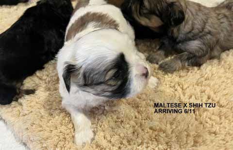 mount lawley pets and puppies