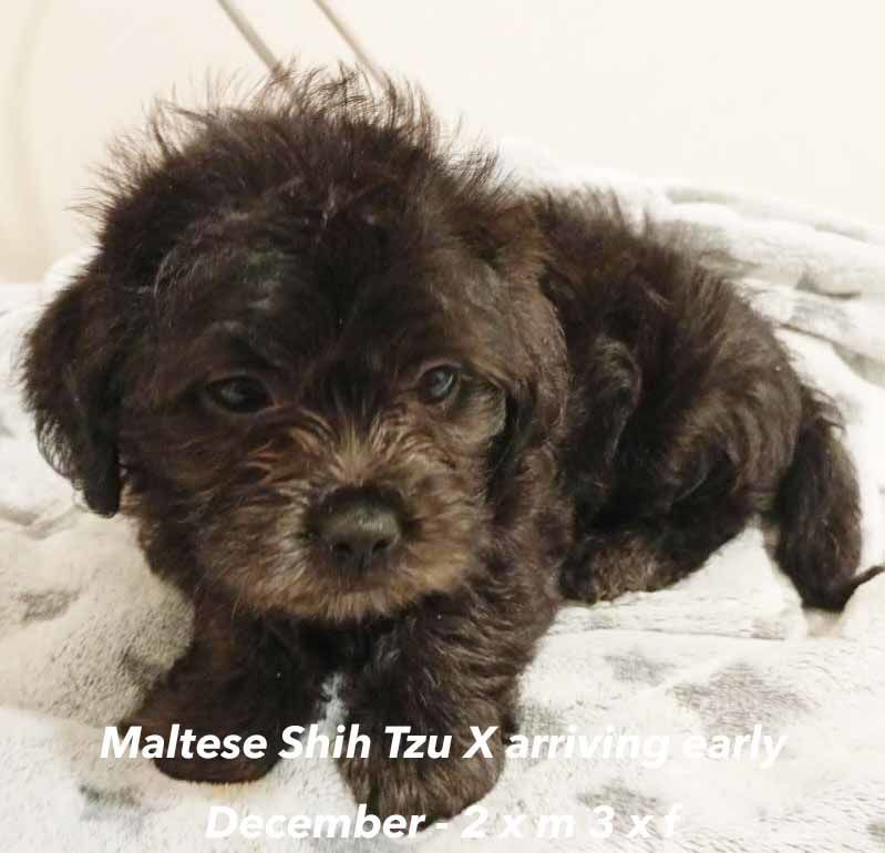 mount lawley pets and puppies