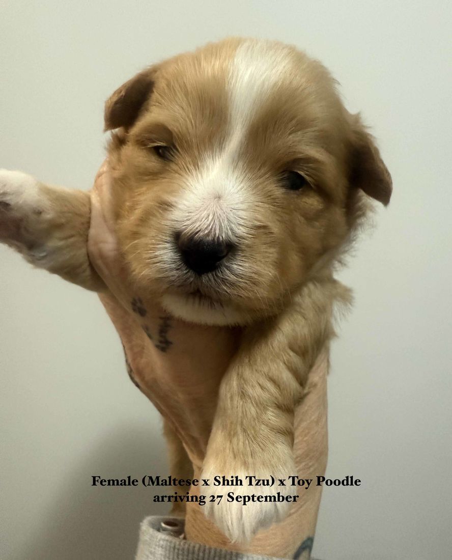 mount lawley pets and puppies
