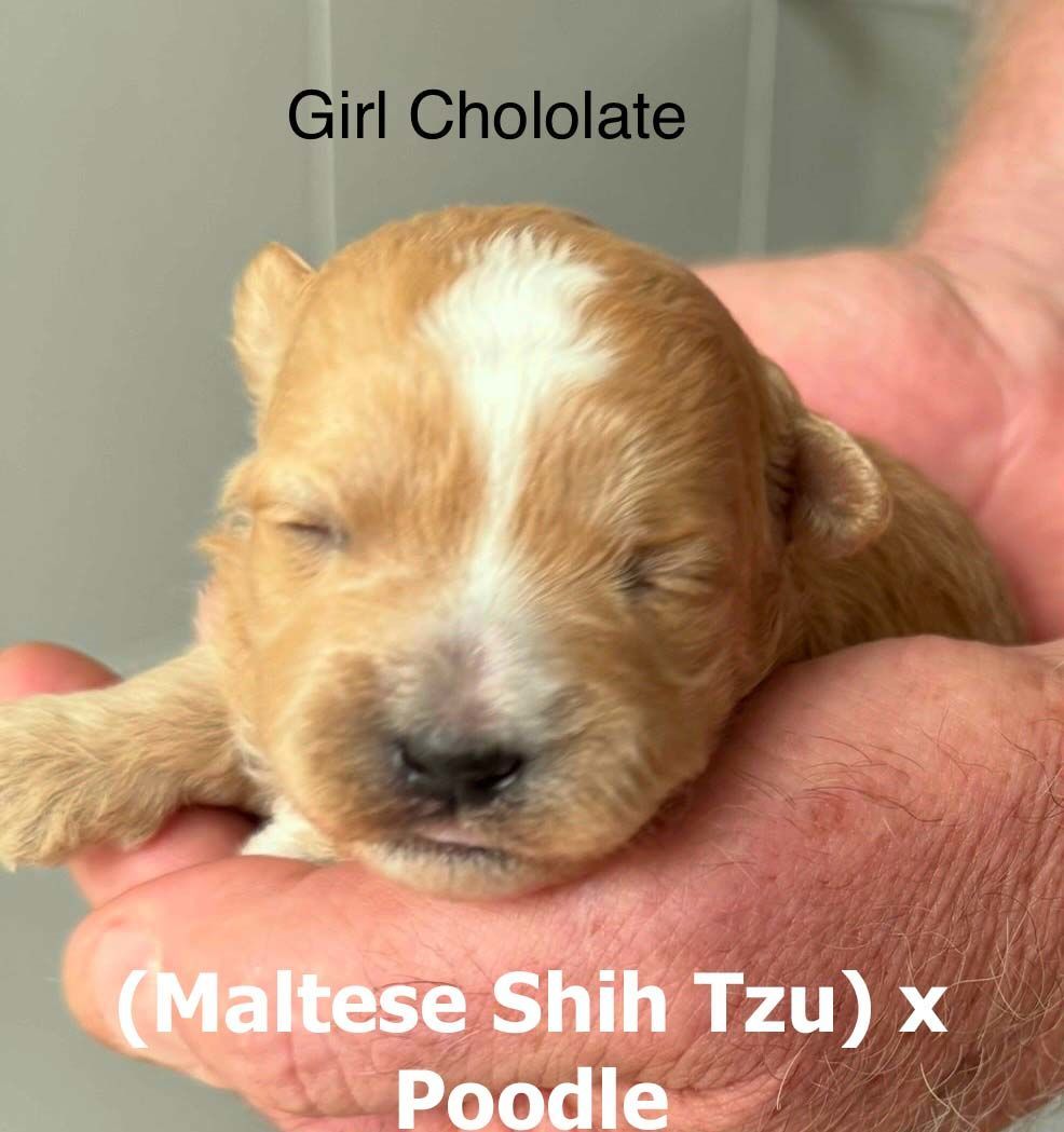 mount lawley pets and puppies