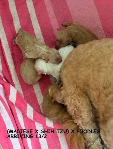 mount lawley pets and puppies