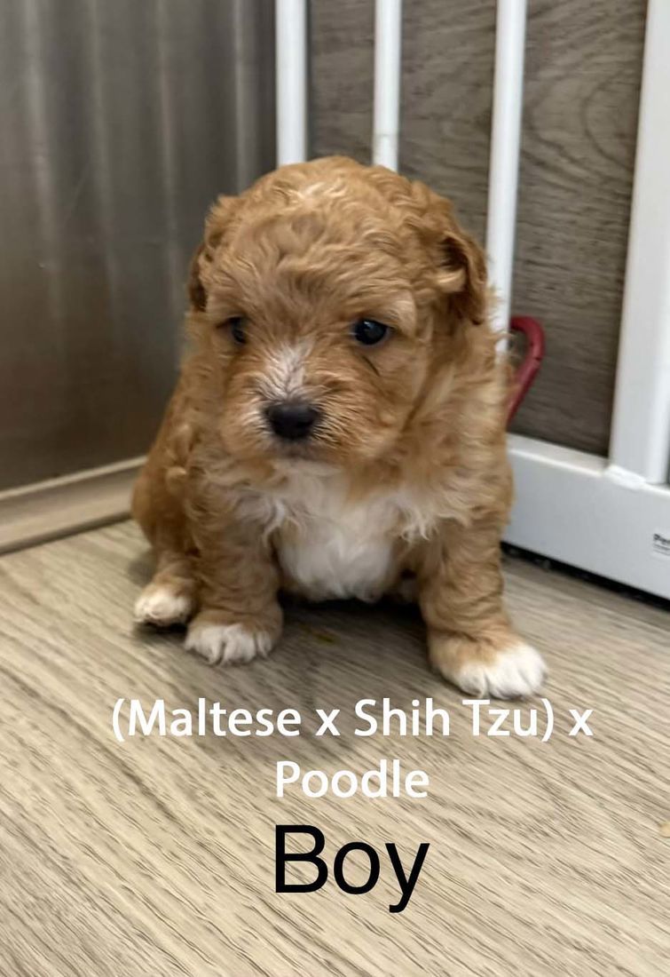 mount lawley pets and puppies