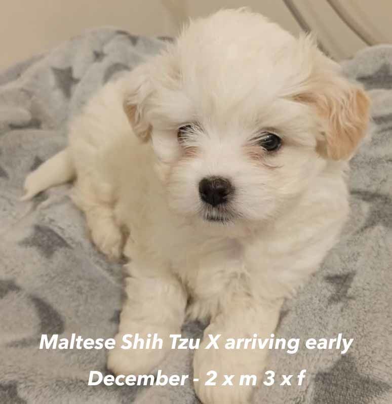 mount lawley pets and puppies