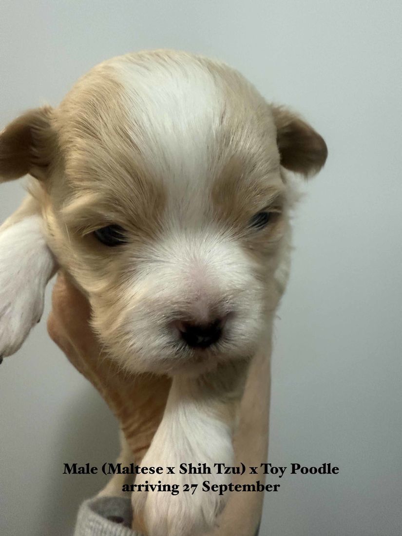 mount lawley pets and puppies