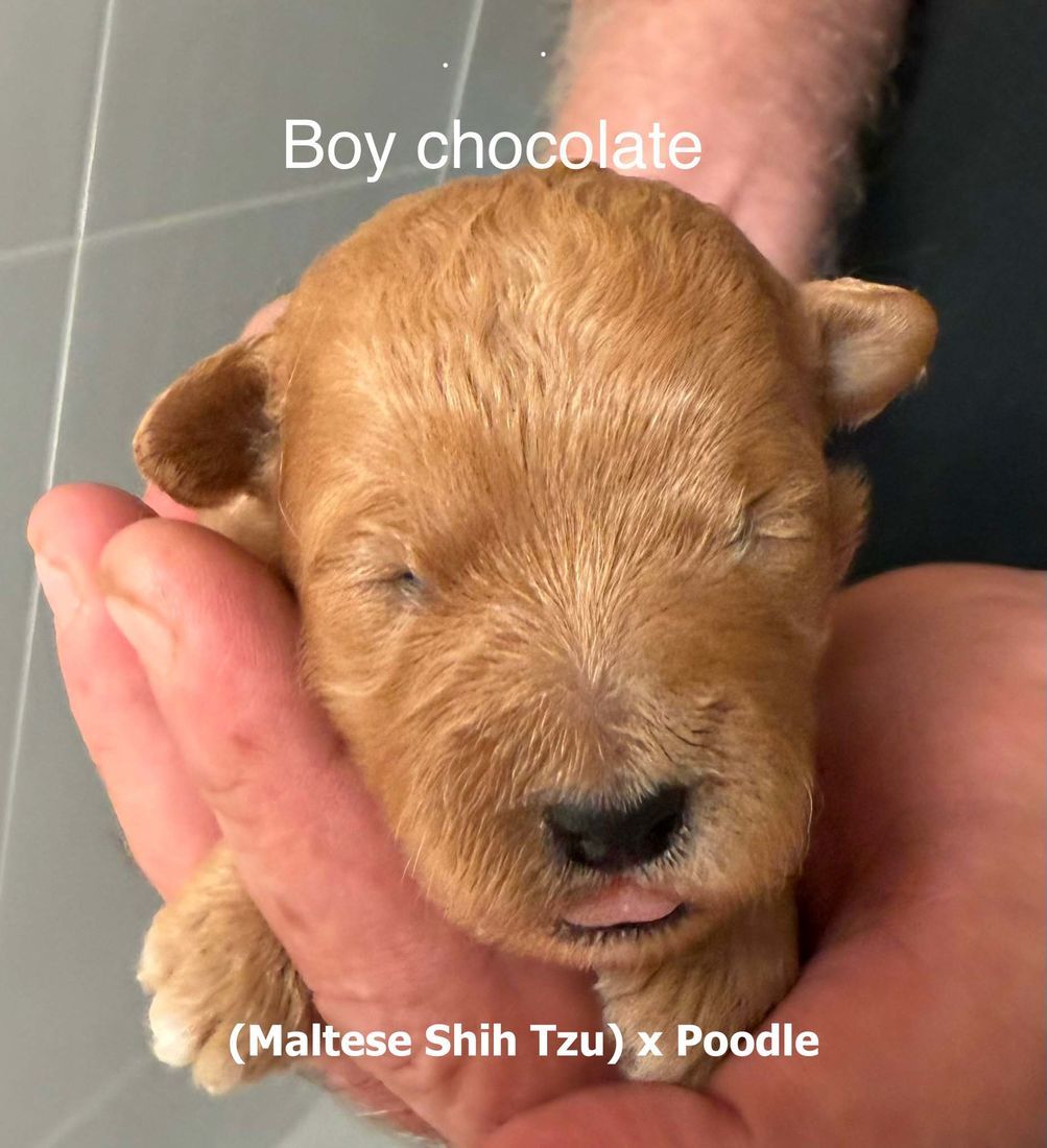 mount lawley pets and puppies